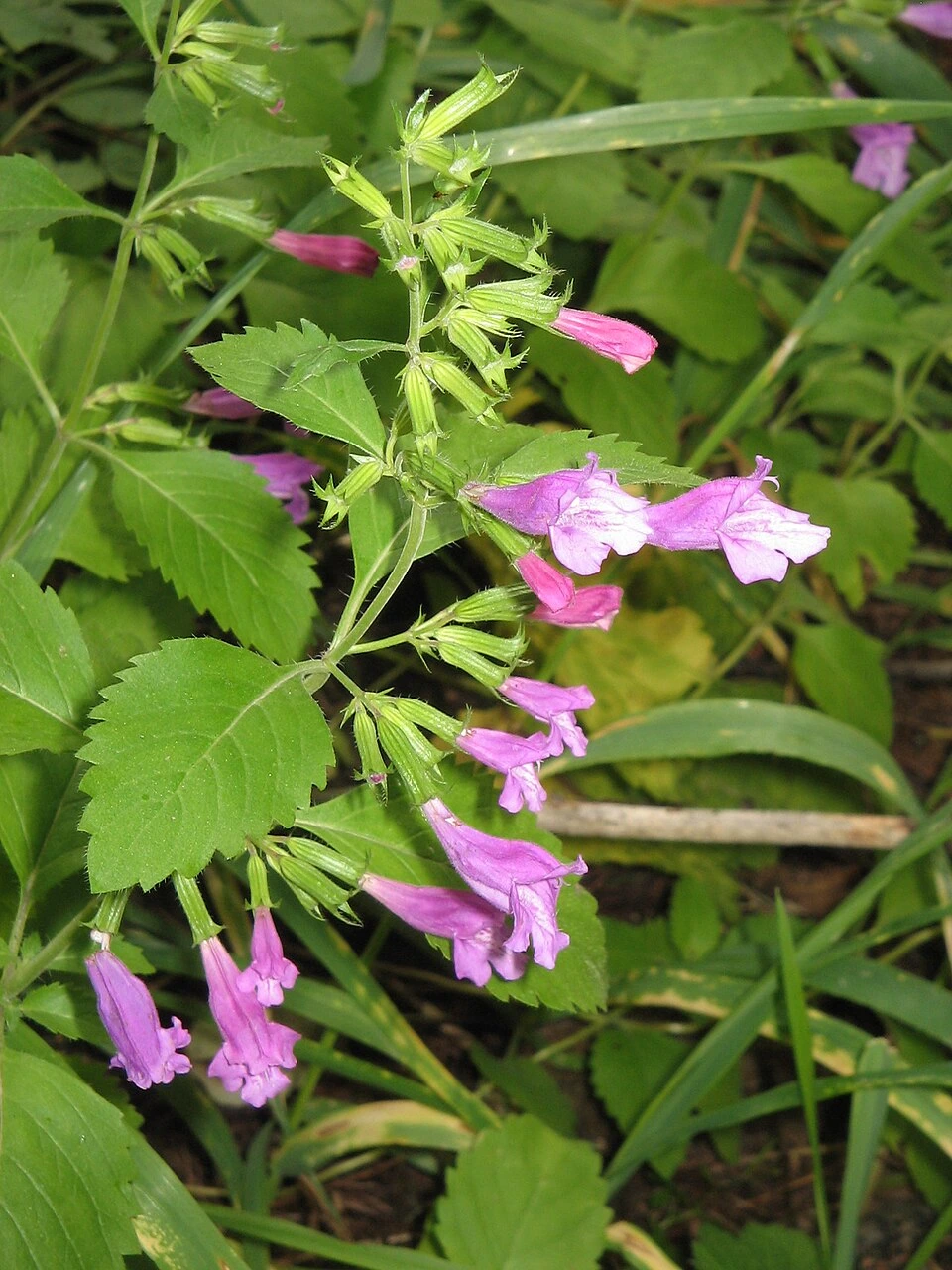 Calament à grandes fleurs, Thé d'Aubrac