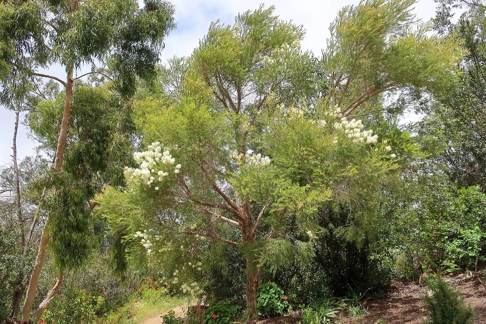 Arbre à thé, Tea tree