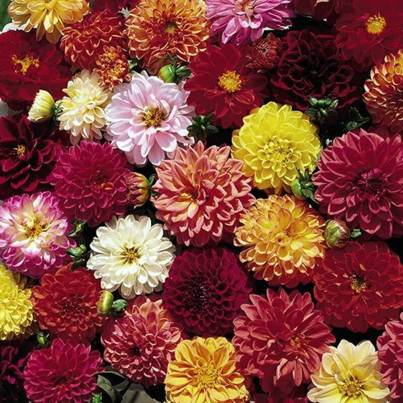 Dahlia double 'Extrême'