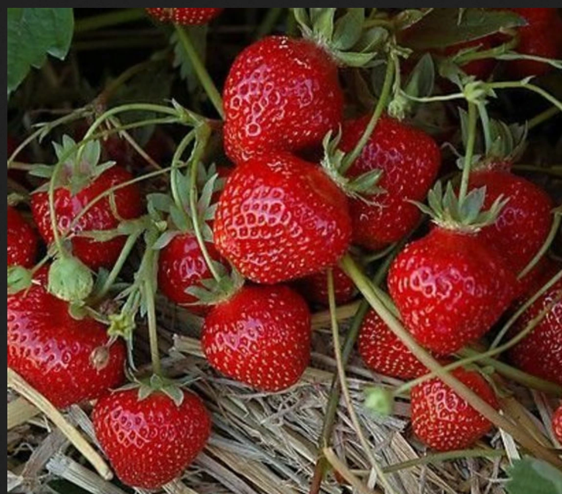Fraisier ‘Cireine’
