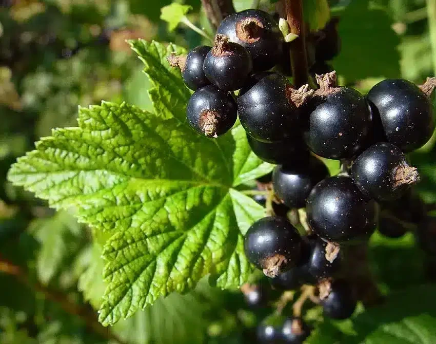 Cassissier 'Noir de Bourgogne'