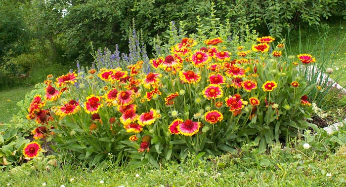 Gaillarde 'Kobold'