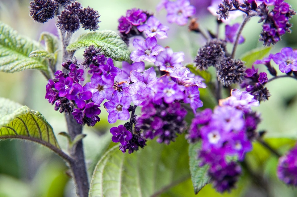 Heliotrope du Pérou 'Marine'