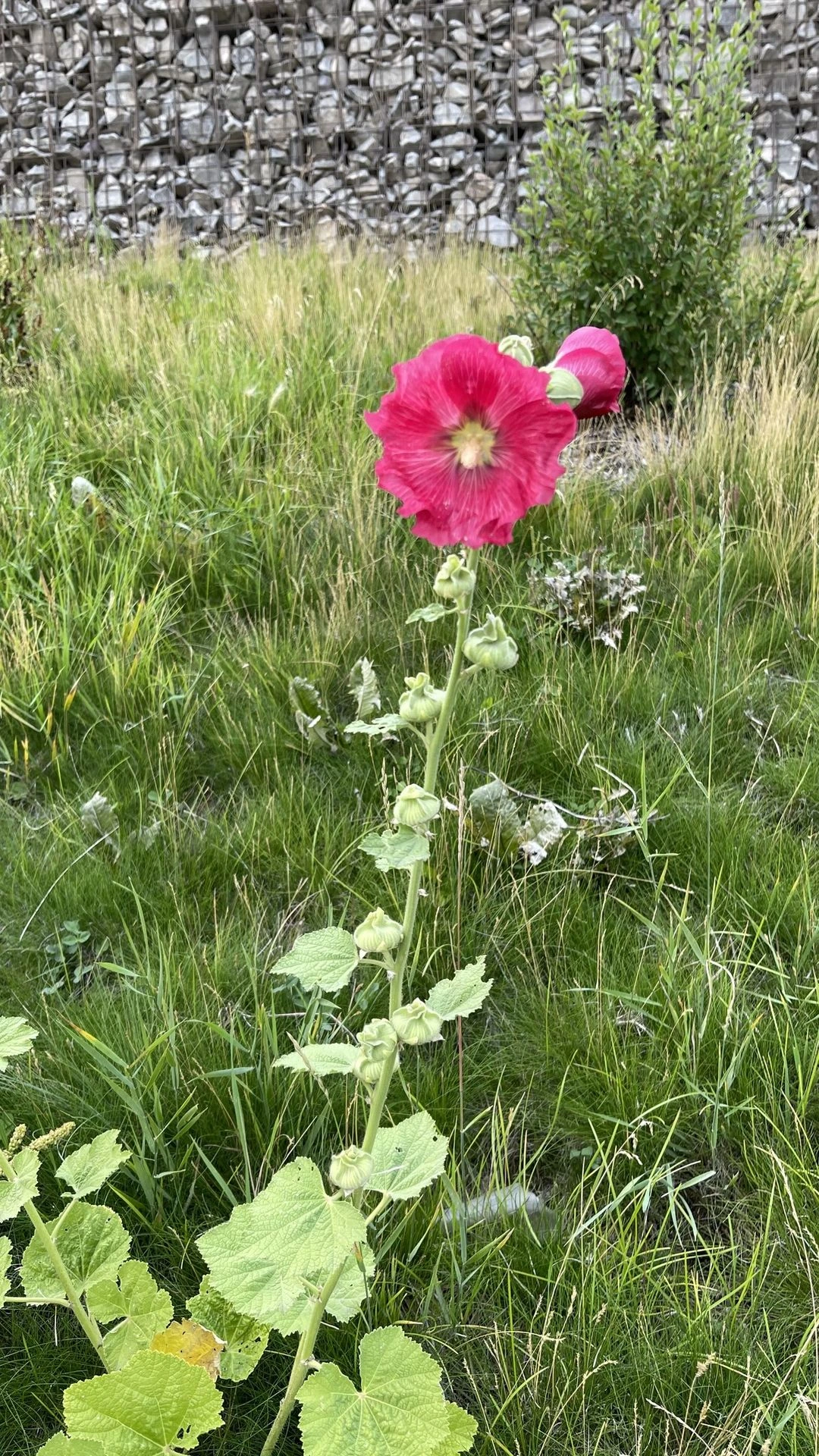 Rose Trémière rose vif