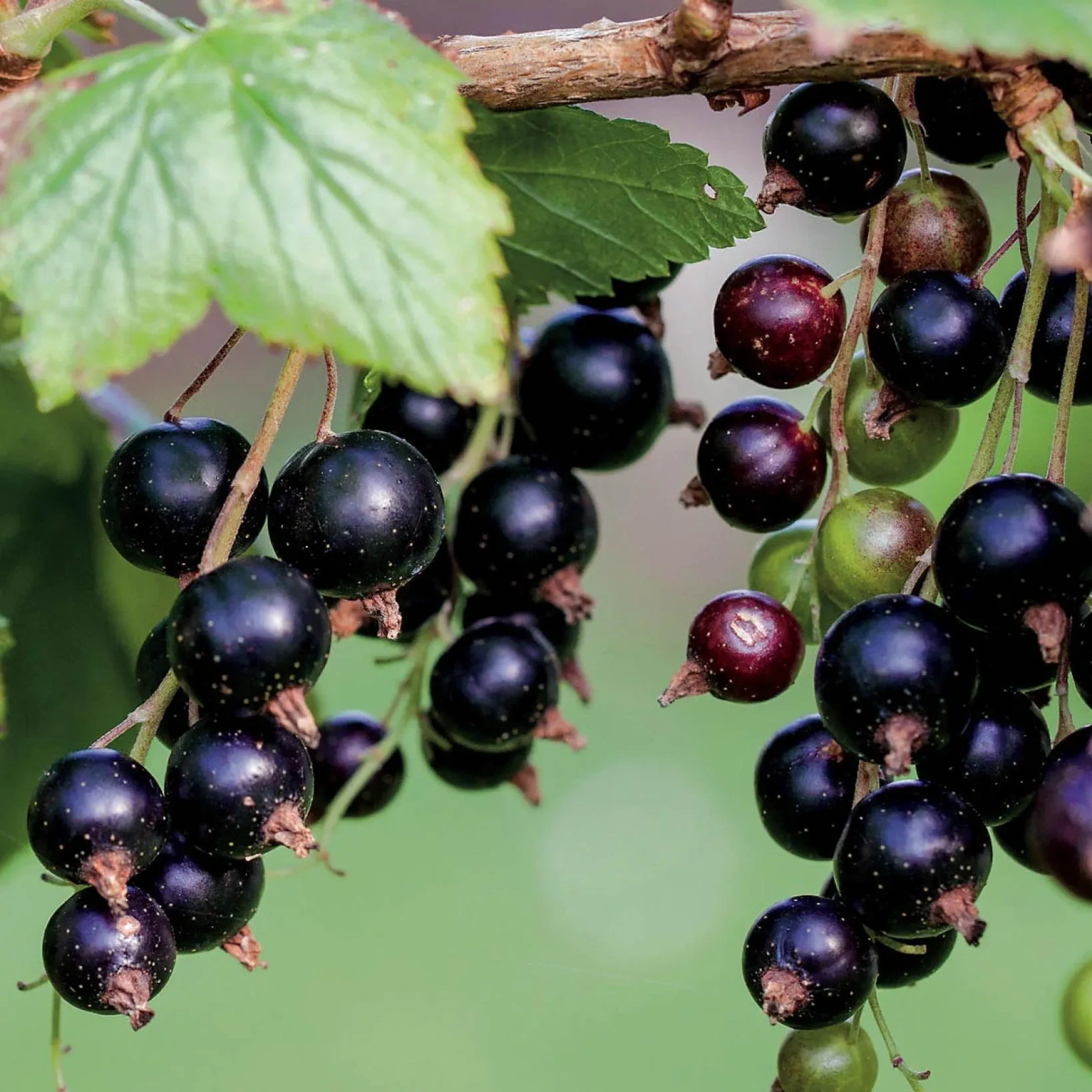 Cassissier 'Blackdown'