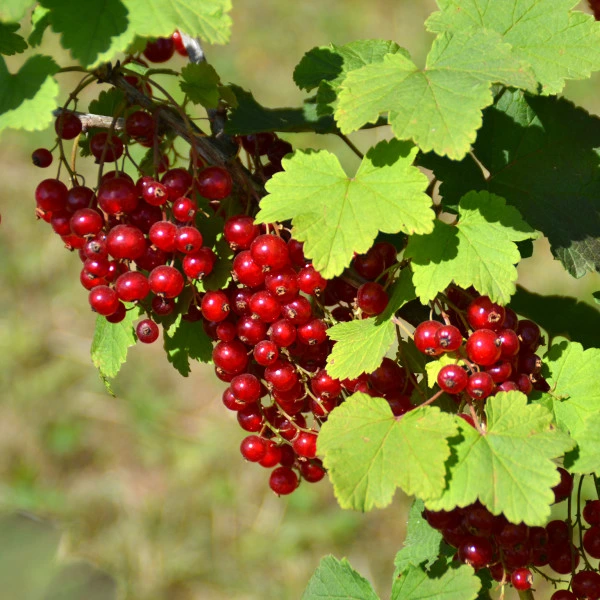 Groseillier à grappes rouge 'Junifer'