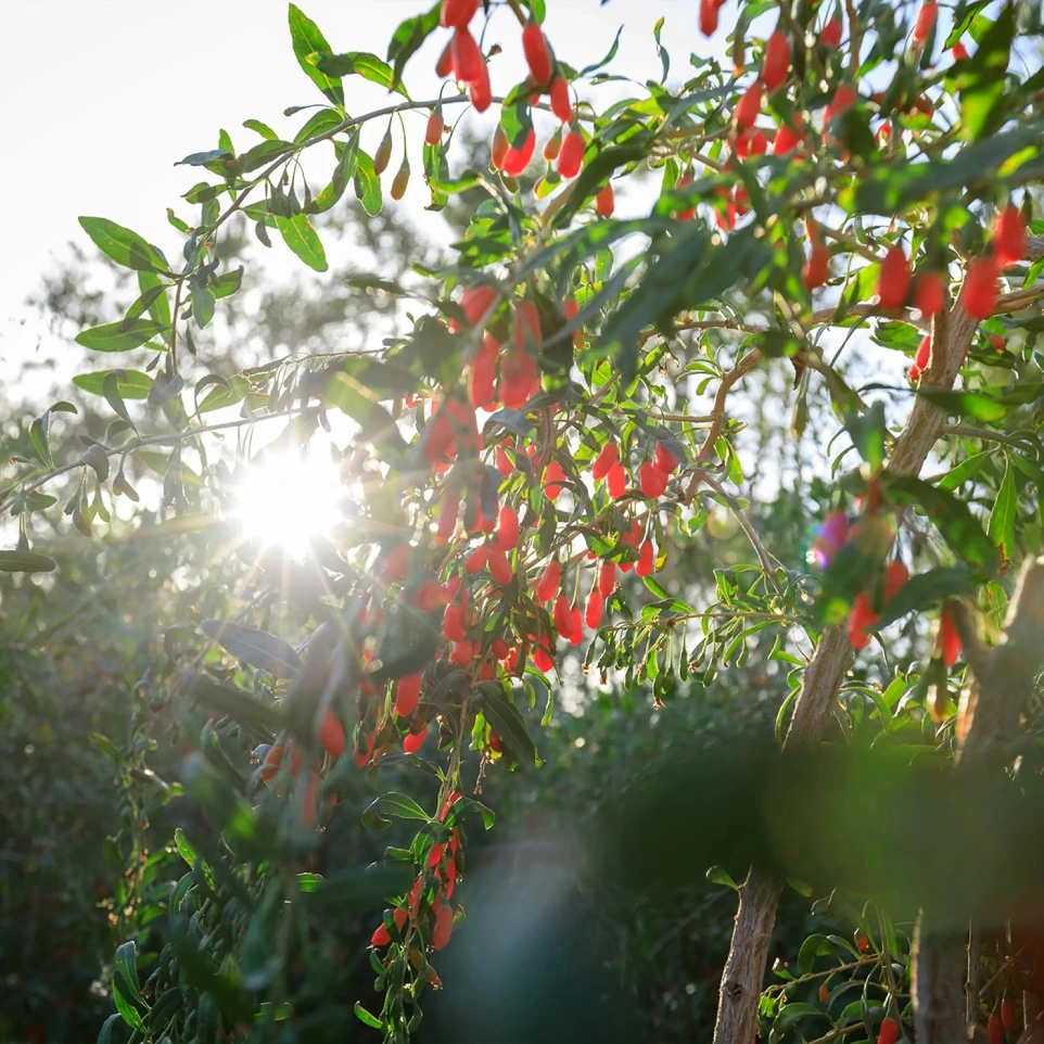 Goji, Lyciet de Chine