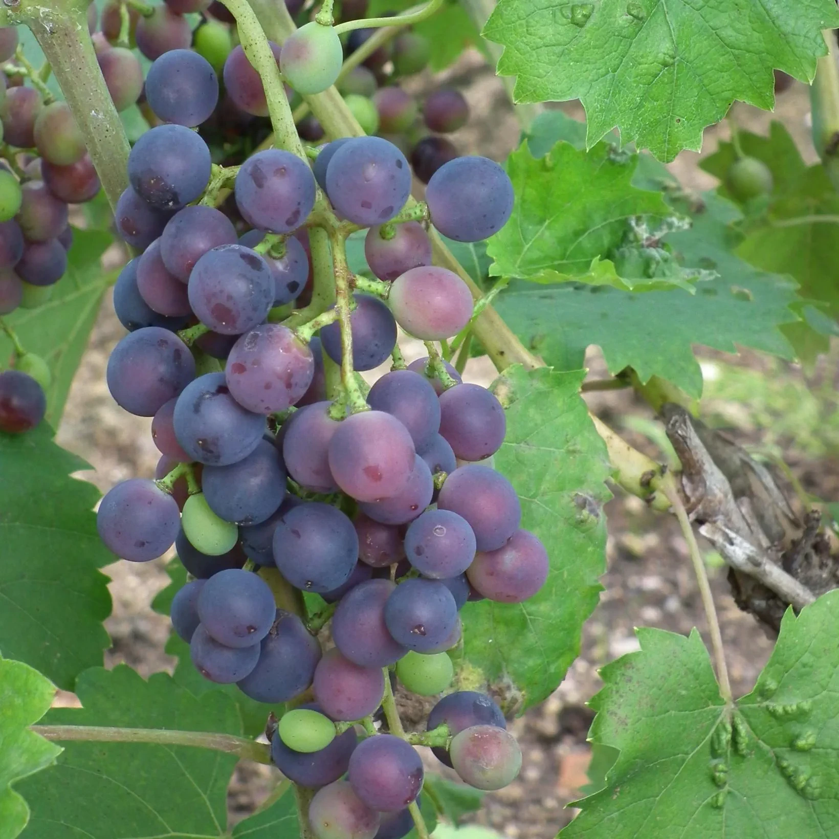 Vigne ‘Muscat bleu’