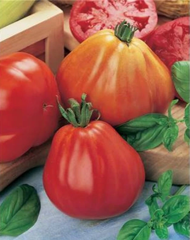 Tomate ‘Borsalina’ (Godet)