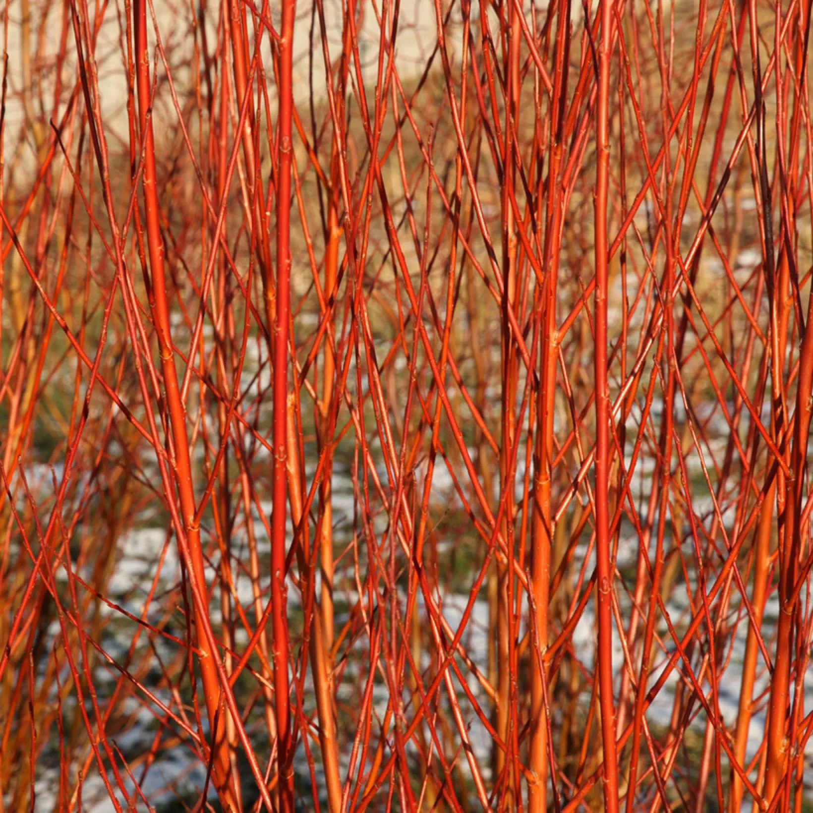 Saule blanc à bois rouge