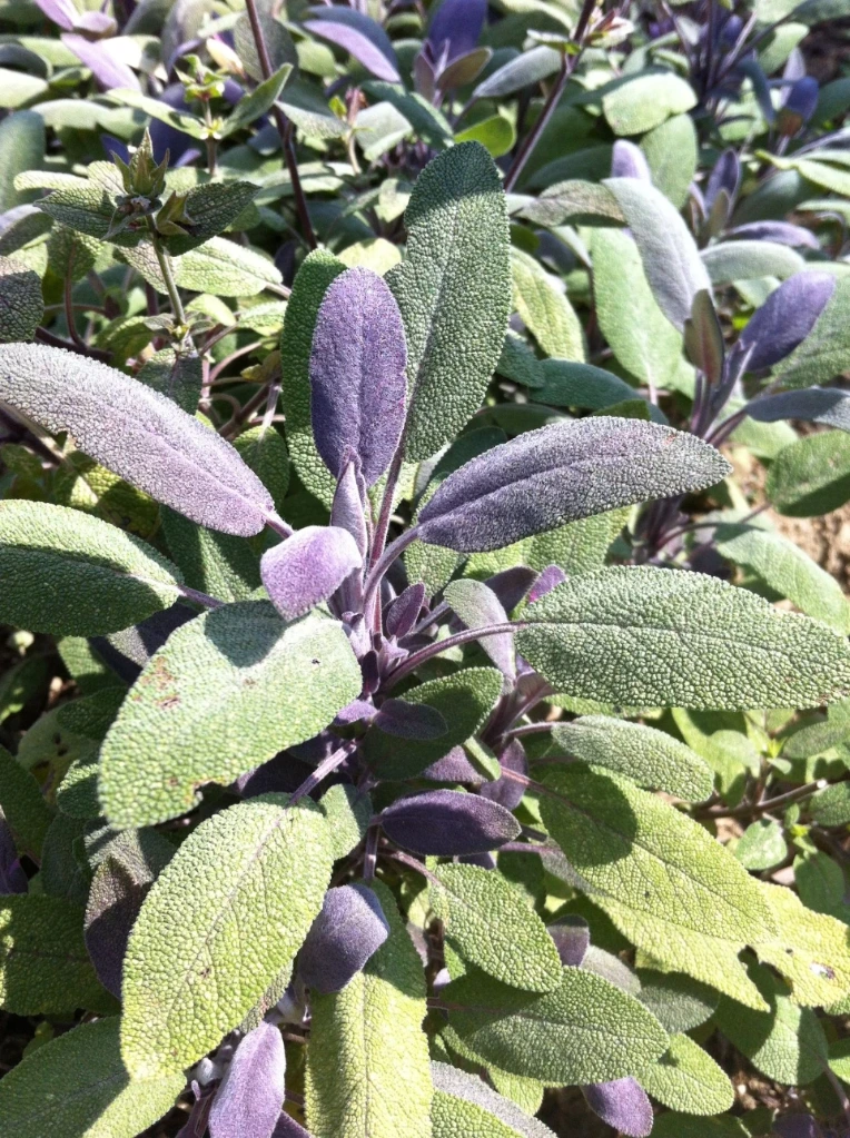 Sauge officinale pourpre