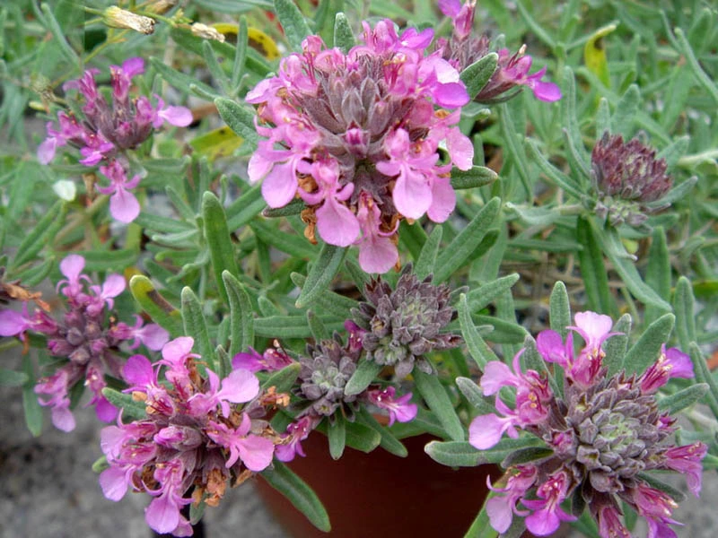 Germandrée d'Ackermann