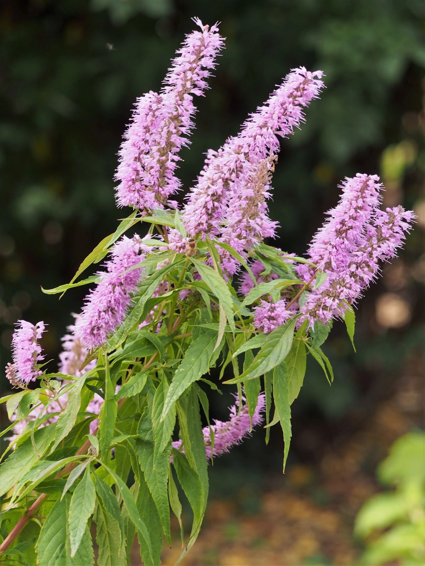 Menthe en arbre