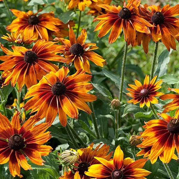 Rudbeckia 'Chocolate orange'