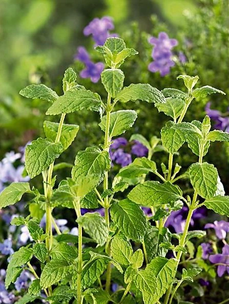 Menthe 'Fraise'