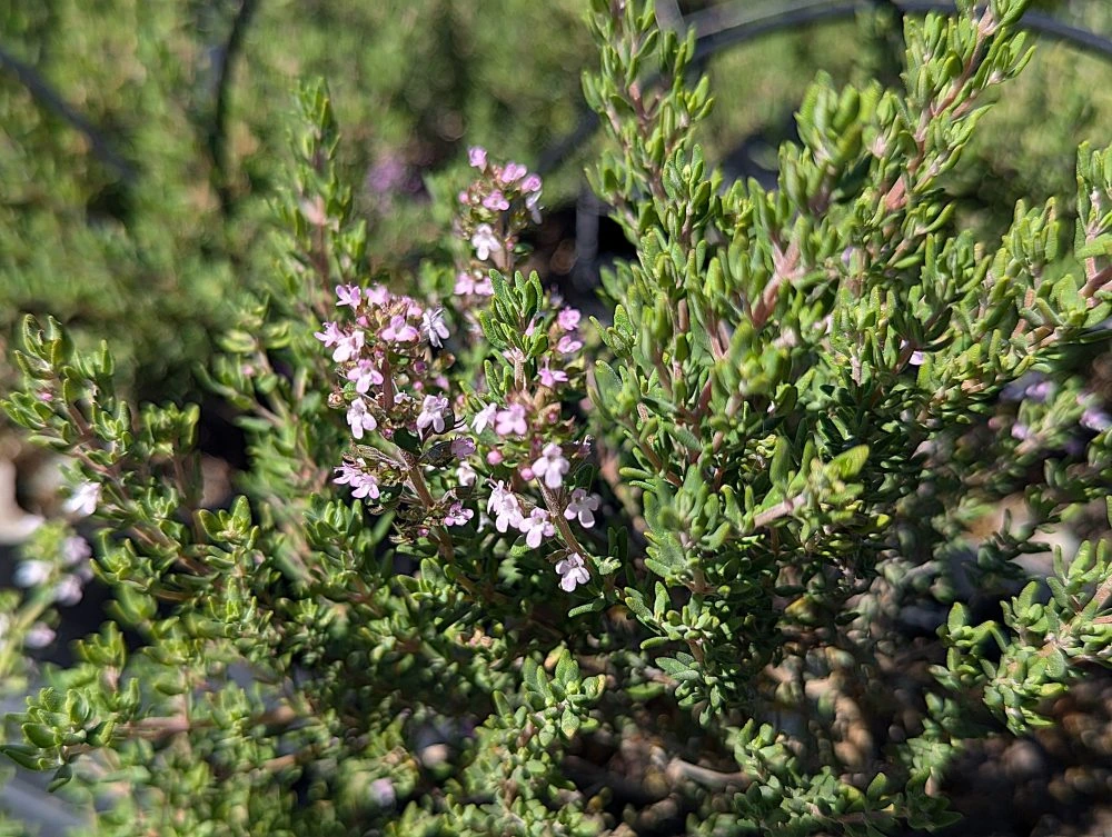 Thym à linalol