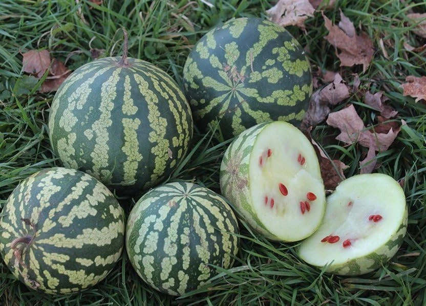 Gigérine, pastèque à confire