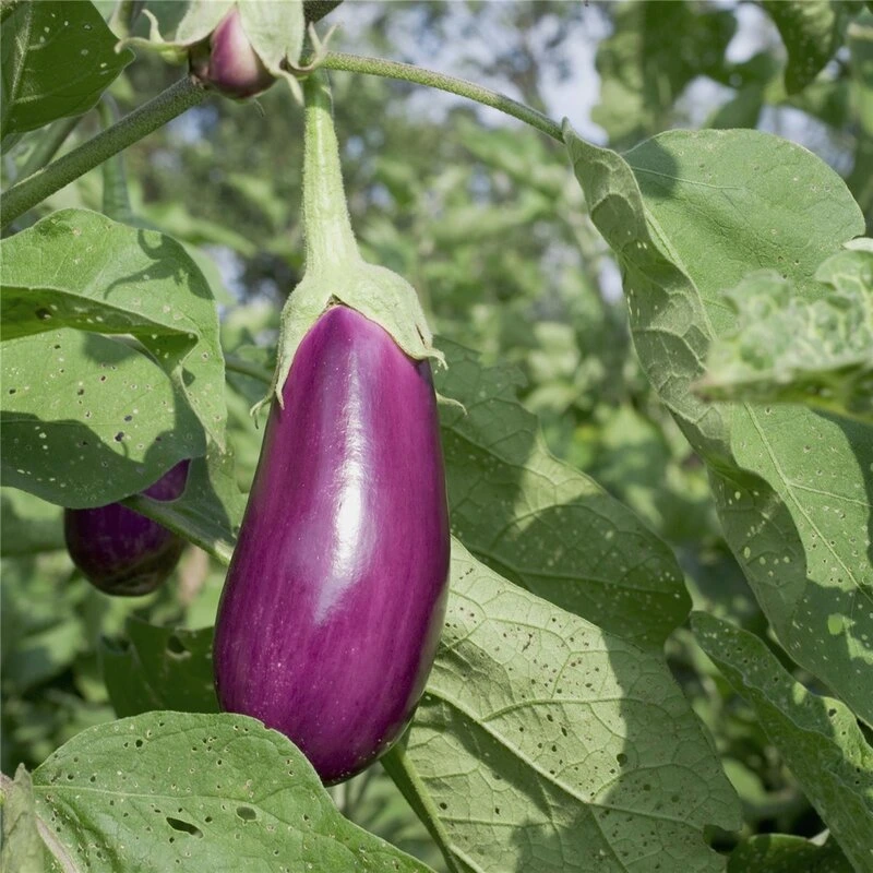 Aubergine 'Violette de Toulouse'