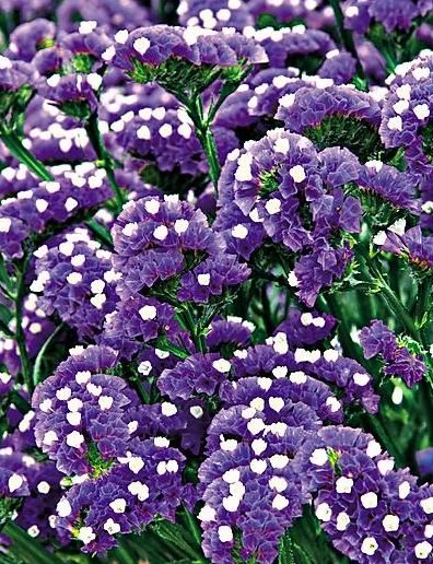 Statice ‘Midnight Blue’