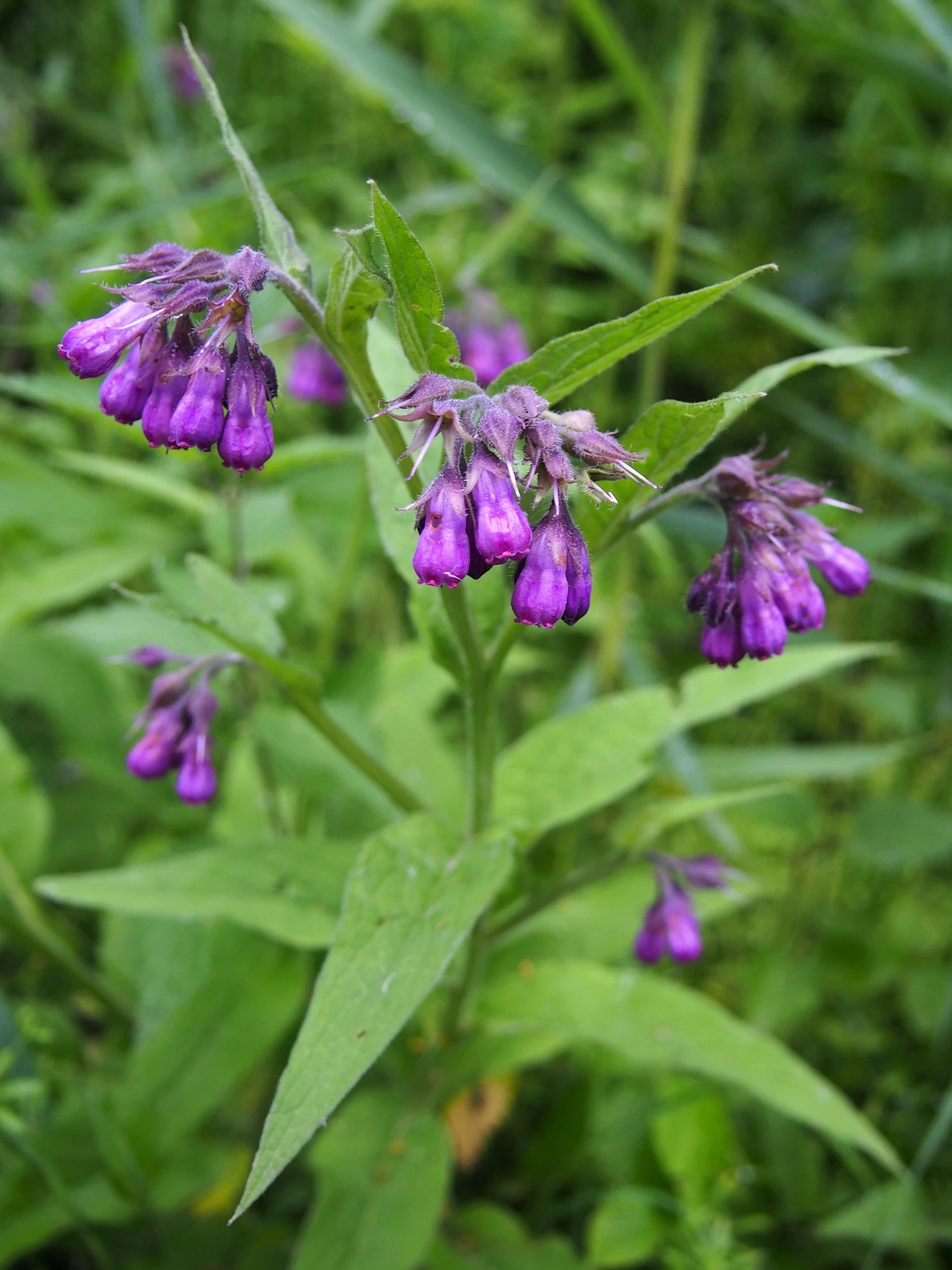 Consoude officinale