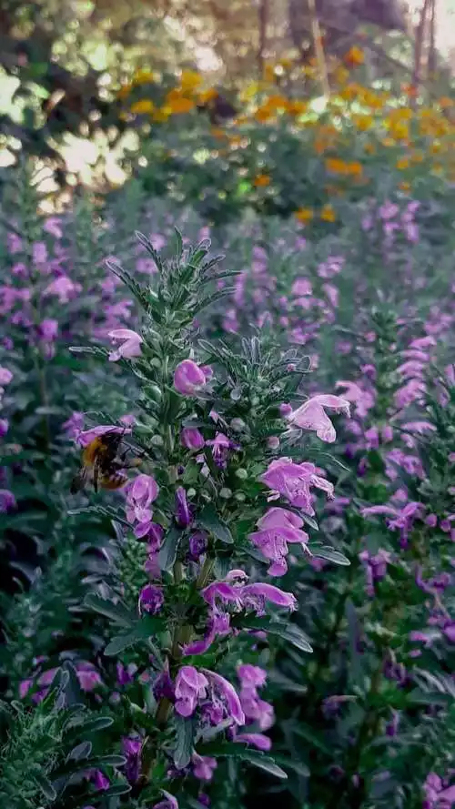 Thé des jardins
