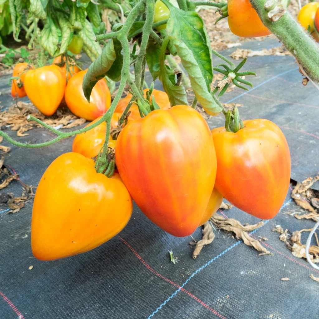 Tomate ‘Russian 117’