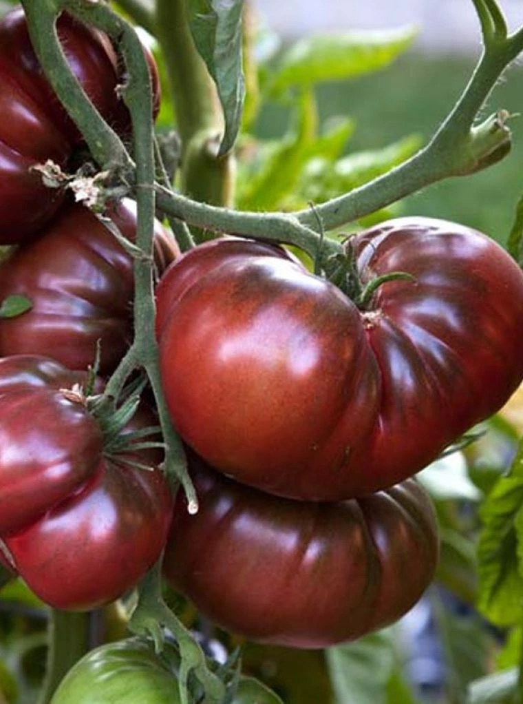 Tomate ‘Noire de Crimée'