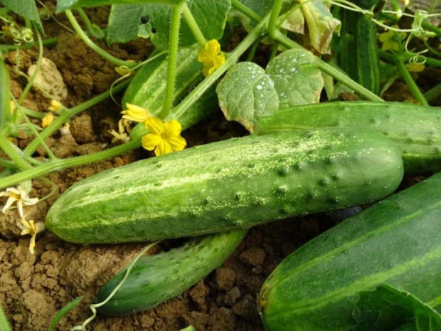 Concombre ‘Le Généreux'