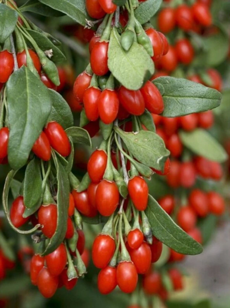 Goji 'Big Lifeberry'