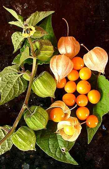 Physalis, Coqueret du Pérou