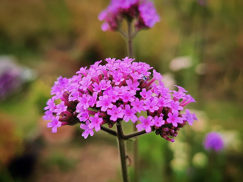 Verveine du Buenos Aires (Godet)