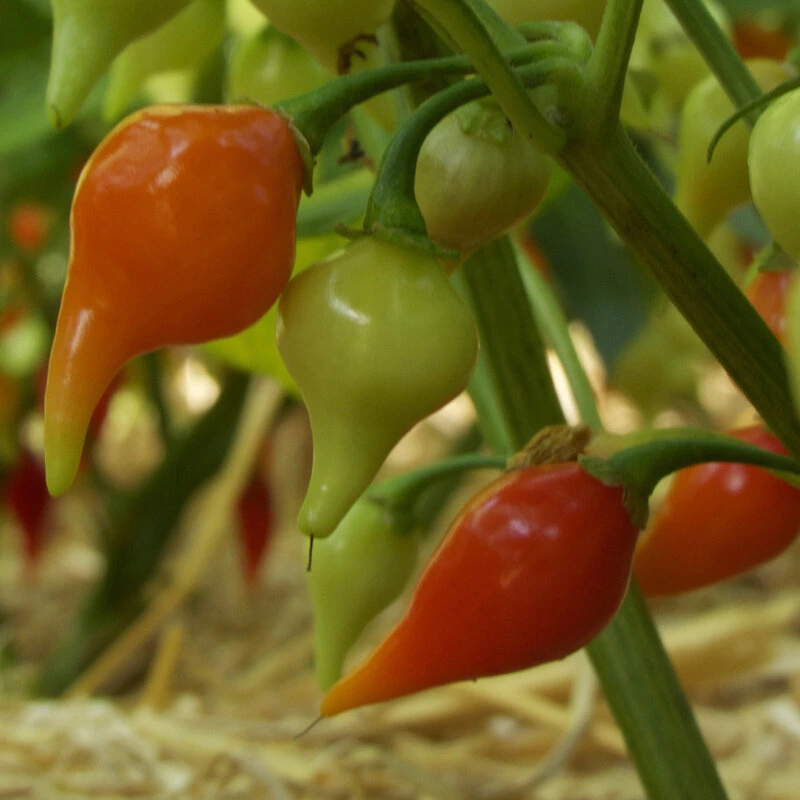 Piment Petit Bec 'Biquinho'