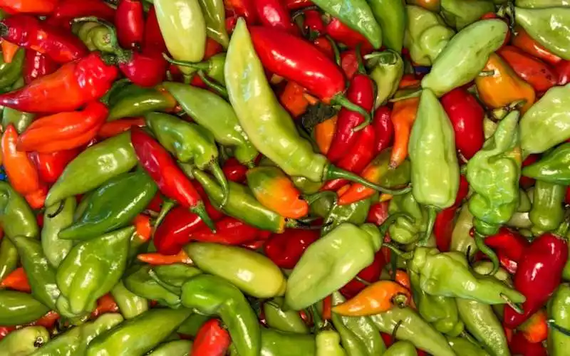 Piment végétarien