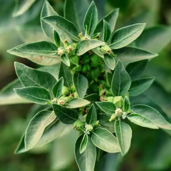 Ginseng indien, Ashwagandha