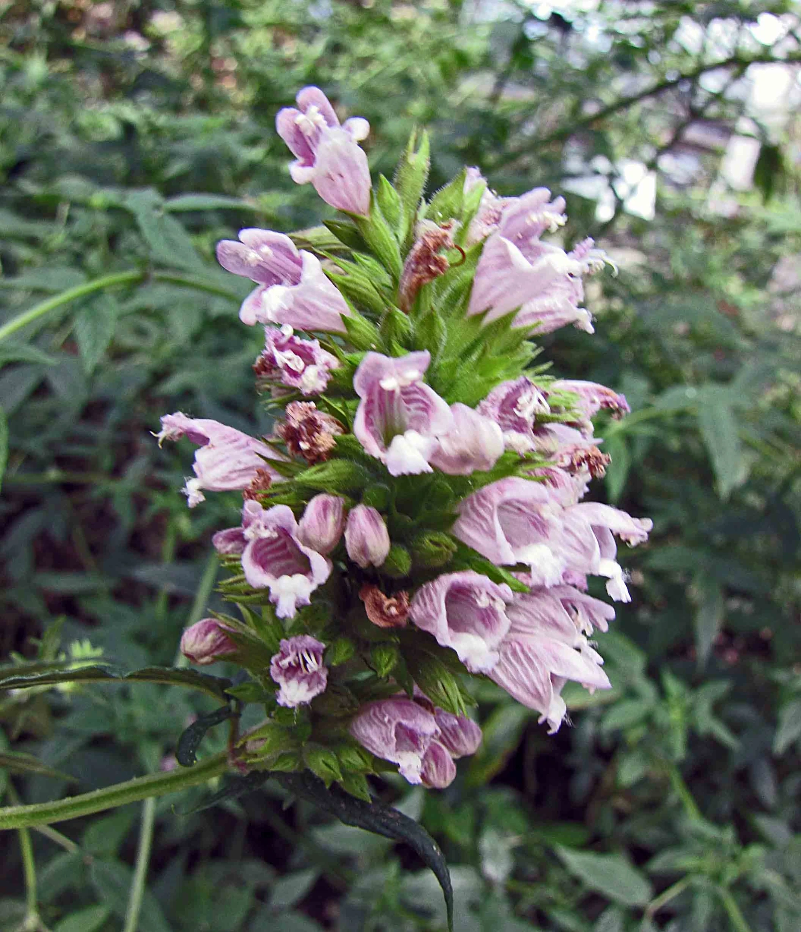 Cédronelle, Baume de Galaad