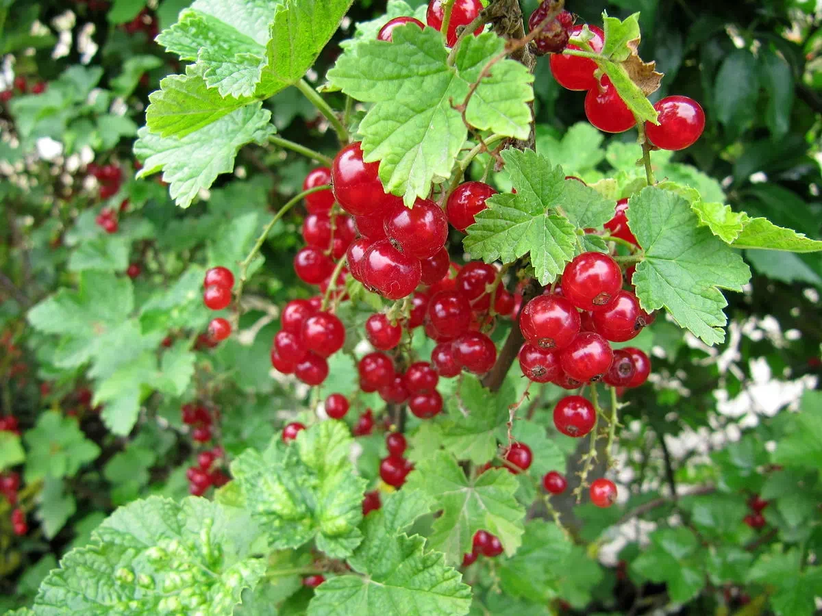 Groseillier à grappes rouges 'Versaillaise'