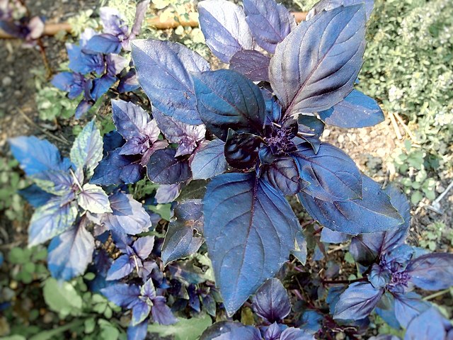 Basilic pourpre (Godet)