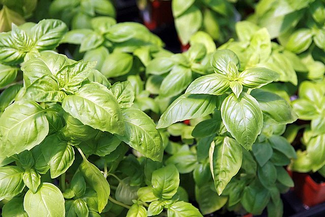 Basilic à grandes feuilles (Godet)