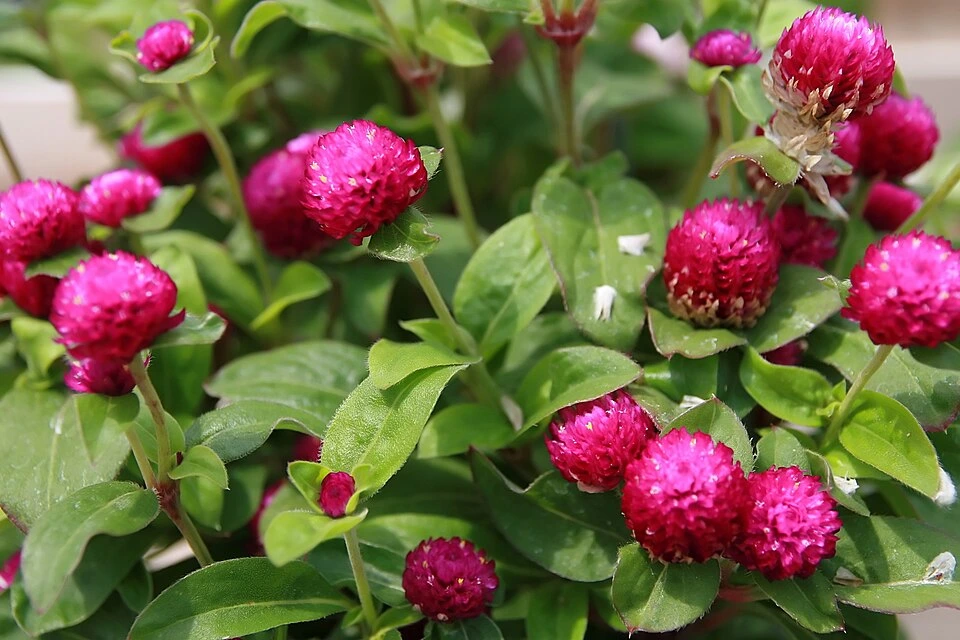 Gomphrena globosa, Amarantine