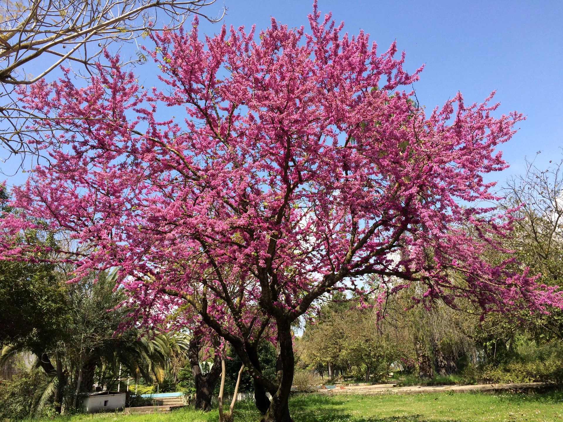 Arbre de Judée