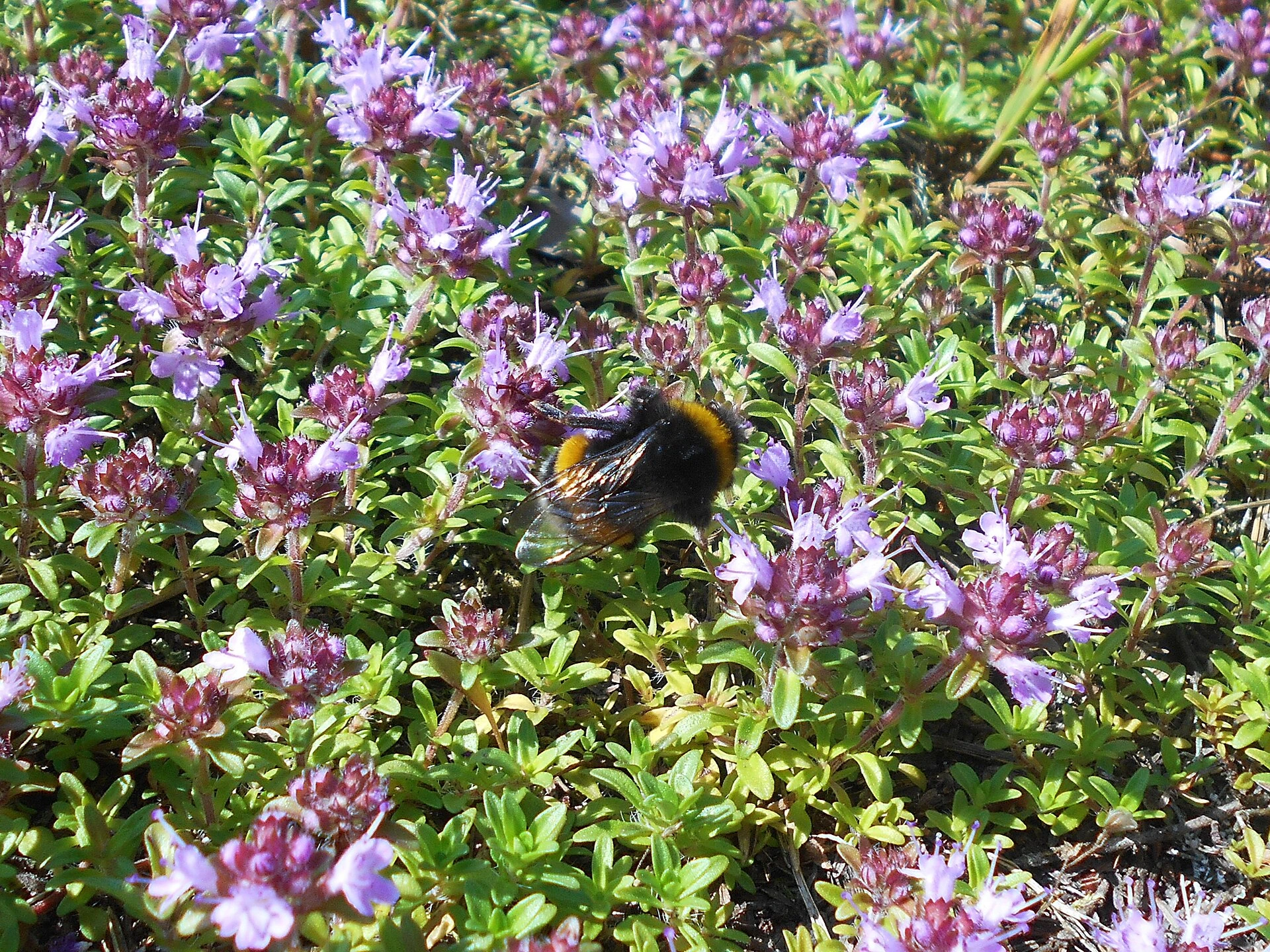 Thym Serpolet