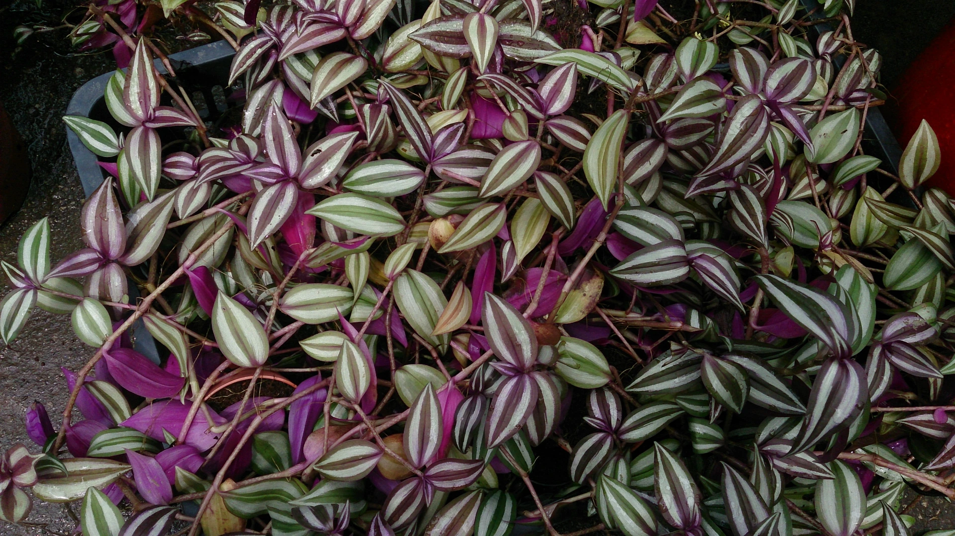 Tradescantia zebrina