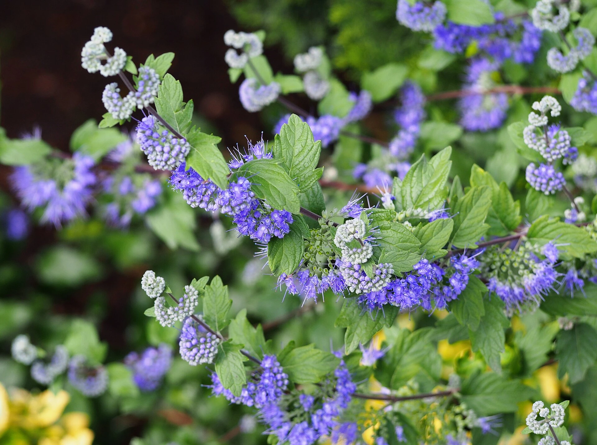 Caryopteris, Spirée bleue