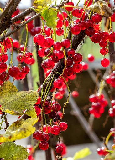 Groseillier à grappes rouge