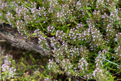 Thym luisant