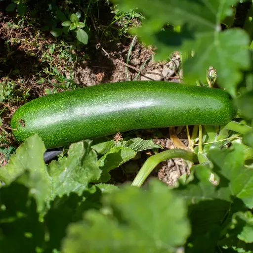 Courgette ‘Dark Star’