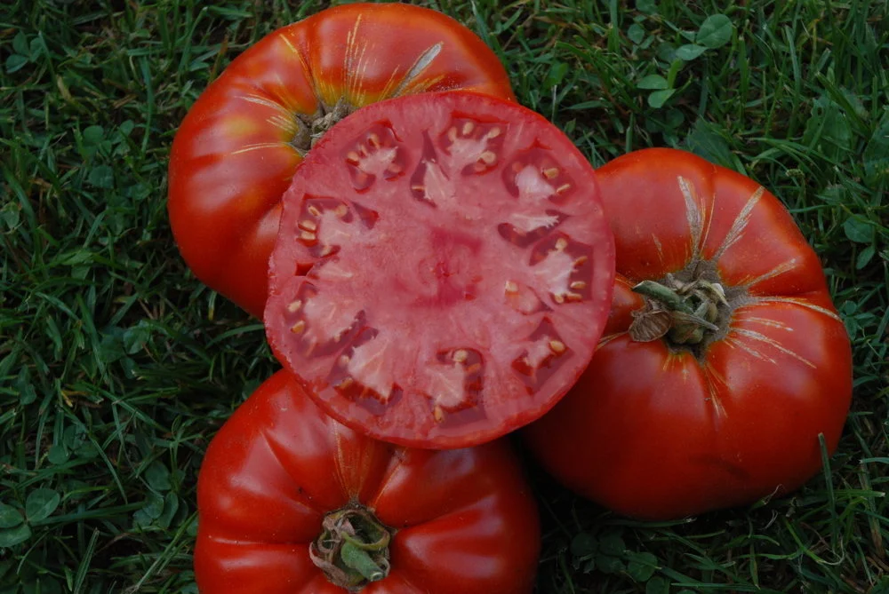 Tomate ‘Burpee delicious’