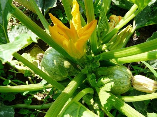 Courgette ‘Ronde de Nice’