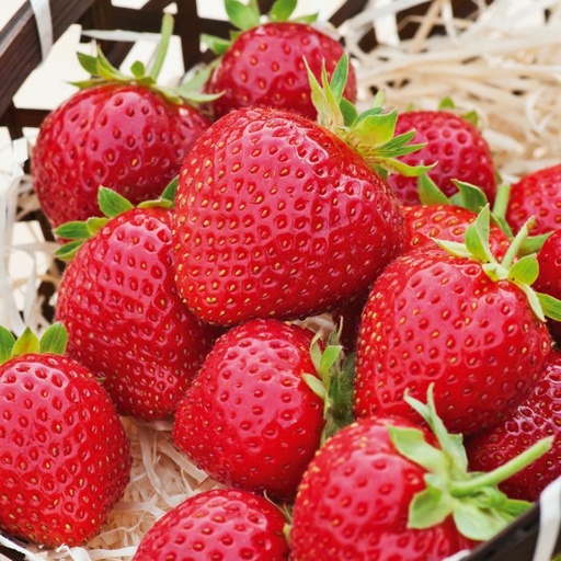 Fraisier ‘Charlotte’