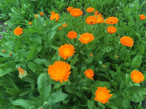 Calendula / Souci officinal